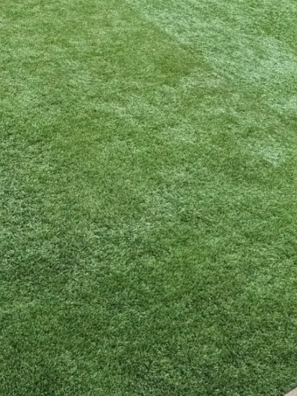 The same turf fluffed and groomed