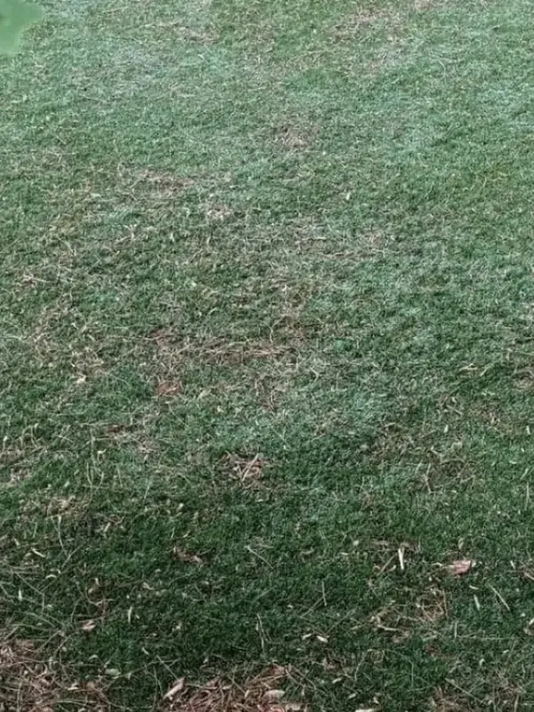 Close-up of flat, dull artificial turf before grooming